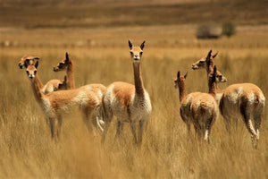 Why is Vicuña fabric $5000 per meter?
